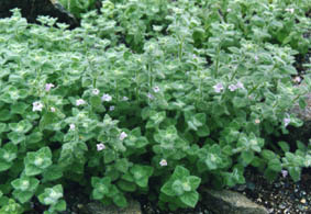 Calamintha cretica